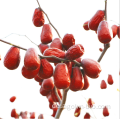 Kleine chinesische gesund getrocknete rote datelnde Jujube